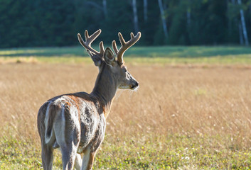 Whitetail Deer Buck