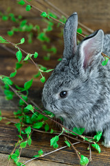 Grey Bunny Rabbit On Wooden Background Among Green Branches, The Concept Of Spring And Easter