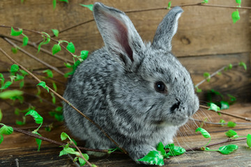Grey Bunny Rabbit On Wooden Background Among Green Branches, The Concept Of Spring And Easter