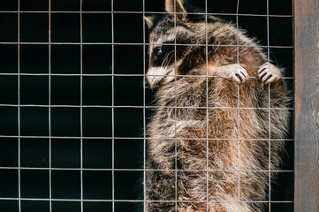 Poor pity raccoon suffering in zoo and trying to get out of cage. Portrait of mammal funny animal standing on back paws and looking different directions. Wildlife in Eastern Europe. Spiny thorn fur.
