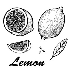 Hand drawn vector illustration of lemon. Detailed citrus drawing. Vector illustration with sketch fruit