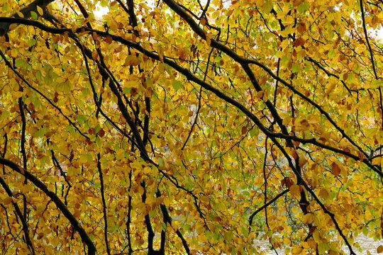 Bunter Bl&auml;tterwald im Herbst