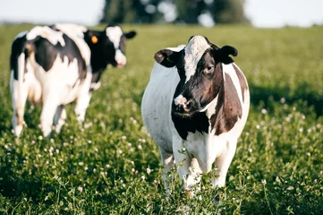  Kudde van zwart-witte koeien in de zomer zonnig veld op het platteland op de weide. Grappige zoogdier dieren dieren in het wild buiten in de natuur op groen veld. Veeteelt en veeteelt. Landbouw op boerderij. © benevolente