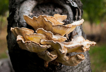yellow tree fungus on a tree