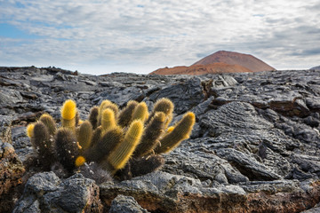 Cactus in a lava field
