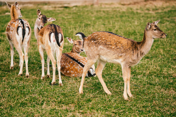 Group of roe deers wildlife in zoo outdoor in summer. Doe and fawn in Eatern Europe nature territory. Mammal  beautiful animals habits. Big deer family outdoor eating grass. Herbivore lifestyle.