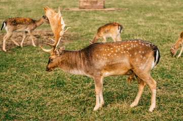 Group of roe deers wildlife in zoo outdoor in summer. Doe and fawn in Eatern Europe nature territory. Mammal  beautiful animals habits. Big deer family outdoor eating grass. Herbivore lifestyle.