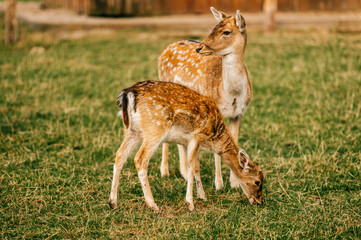 Naklejka na ściany i meble Group of roe deers wildlife in zoo outdoor in summer. Doe and fawn in Eatern Europe nature territory. Mammal beautiful animals habits. Big deer family outdoor eating grass. Herbivore lifestyle.