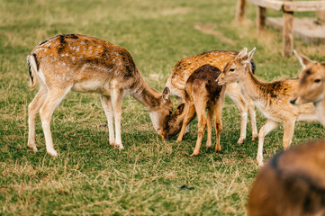 Naklejka na ściany i meble Group of roe deers wildlife in zoo outdoor in summer. Doe and fawn in Eatern Europe nature territory. Mammal beautiful animals habits. Big deer family outdoor eating grass. Herbivore lifestyle.