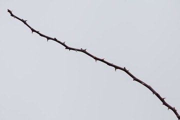 Thorns on a Rose hip bush