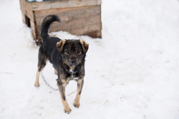 a shelter for homeless animals