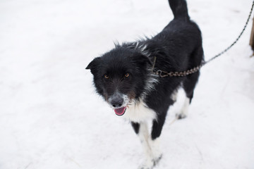 a stray dog sits on a chain in a shelter