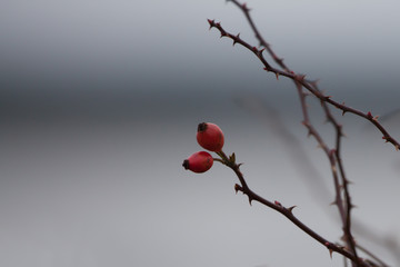 Winter Rose hip