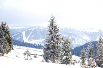 Winter Wonderland landscape
