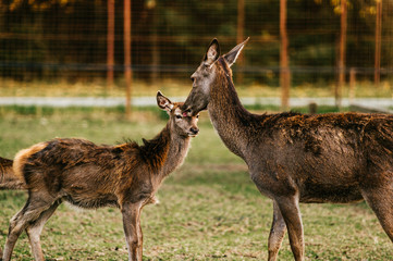 Roe deer mother cares her little helpless young child. Kind beautiful mammal family in zoo in Eastern Europe outdoor at nature in summer. Swet and lovely fawn concern. Innocent tender bimbo portrait.