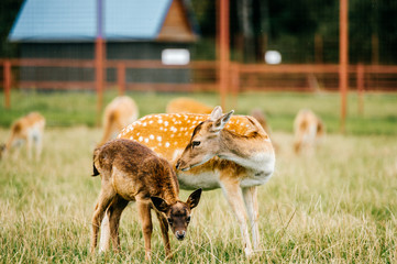 Roe deer mother cares her little helpless young child. Kind beautiful mammal family in zoo in...