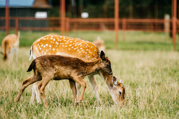 Roe deer mother cares her little helpless young child. Kind beautiful mammal family in zoo in Eastern Europe outdoor at nature in summer. Swet and lovely fawn concern. Innocent tender bimbo portrait.