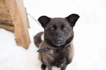 homeless dog in an animal shelter