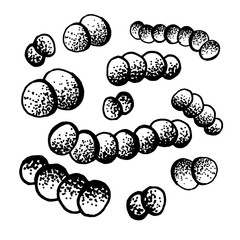 Vector black sketch bacteria isolated on white backgtound. Microbe in medical therapy. Germ illness element. Hand painted bacterium for medicine concept.