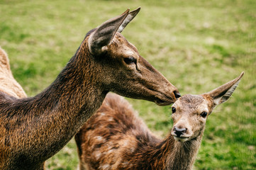 Roe deer mother cares her little helpless young child. Kind beautiful mammal family in zoo in Eastern Europe outdoor at nature in summer. Swet and lovely fawn concern. Innocent tender bimbo portrait.