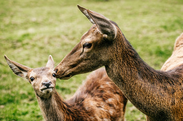 Roe deer mother cares her little helpless young child. Kind beautiful mammal family in zoo in Eastern Europe outdoor at nature in summer. Swet and lovely fawn concern. Innocent tender bimbo portrait.