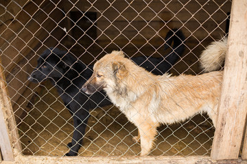 Puppy in a shelter for homeless dogs.