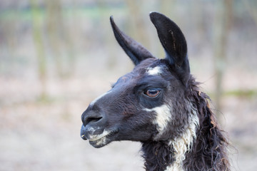 Lama