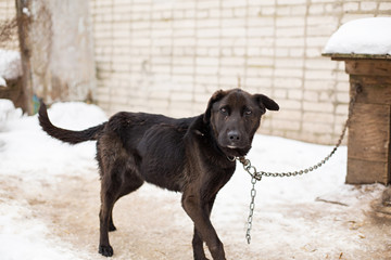 a stray dog sits on a chain in a shelter