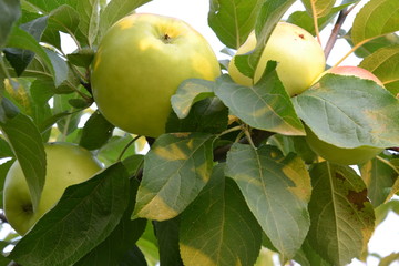 Apple tree