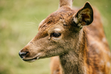 Closeup expressive fun artistic portrait of little young roe deer in wild nature territory. Tender lovely expressive emotional doe fawn muzzle. Love animals. European zoo. Mammal fearful timid deer.