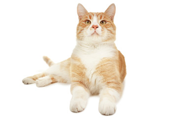 Fototapeta premium Ginger cat isolated on white background