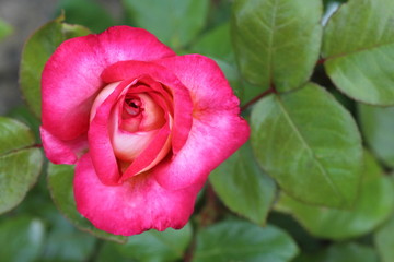 Fleur de rose  variété Léo Ferré gros plan