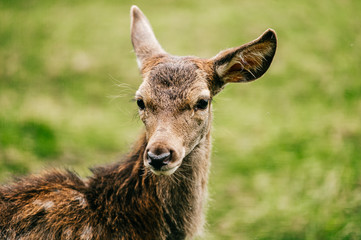 Closeup expressive fun artistic portrait of little young roe deer in wild nature territory. Tender lovely expressive emotional doe fawn muzzle. Love animals. European zoo. Mammal fearful timid deer.