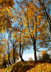 Fototapeta premium Autumn maple trees in park