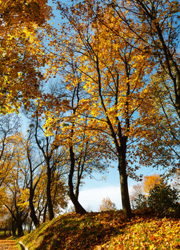 Autumn maple trees in park