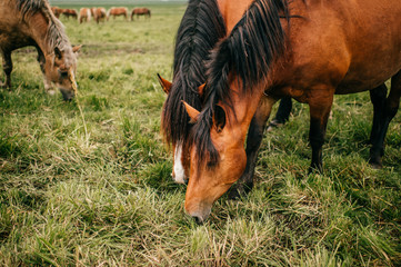 Fototapeta premium Group of wild horses at pasture eating grass outdoor at nature in summer day. Livestock and cattle breeding. Agriculture in countryside. Stallions in field. Usual equine life. Indian reservation.