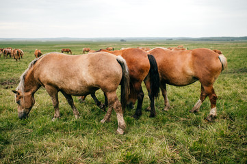 Naklejka na ściany i meble Group of wild horses at pasture eating grass outdoor at nature in summer day. Livestock and cattle breeding. Agriculture in countryside. Stallions in field. Usual equine life. Indian reservation.