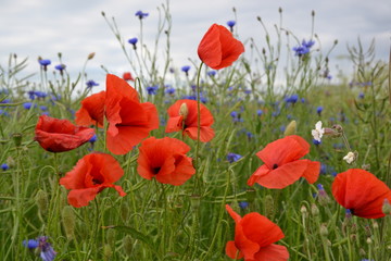 Red poppy field