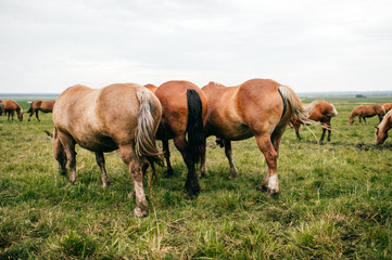 Obraz premium Group of wild horses at pasture eating grass outdoor at nature in summer day. Livestock and cattle breeding. Agriculture in countryside. Stallions in field. Usual equine life. Indian reservation.