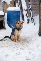 a stray dog sits on a chain in a shelter