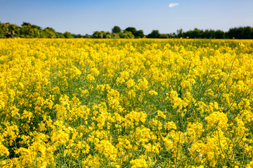 Obraz premium Yellow blooming rapeseed field Kent Southern England UK