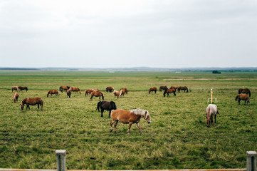 Fototapeta na wymiar Group of wild horses at pasture eating grass outdoor at nature in summer day. Livestock and cattle breeding. Agriculture in countryside. Stallions in field. Usual equine life. Indian reservation.