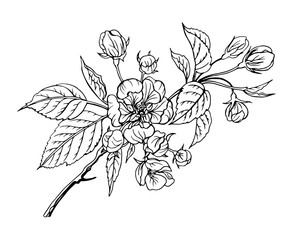Blooming apple tree branch, black and white outline vector illustration.
