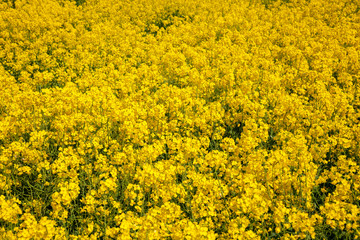 Yellow blooming rapeseed field background