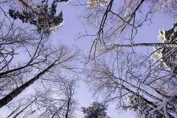 Looking up at trees branches in winter
