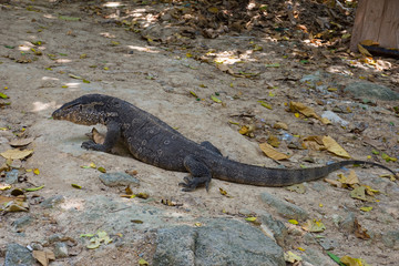 Monitor Lizard on sand