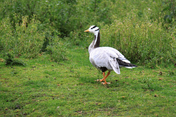 Gans am Ufer