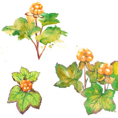 Watercolor painting - cloudberry (Rubus chamaemorus), set of berries with leaves. Isolated on white background.