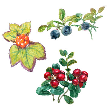 Set of forest berries with leaves: cloud berry, bilberry and cow berry. Realistic watercolor painting on white background.