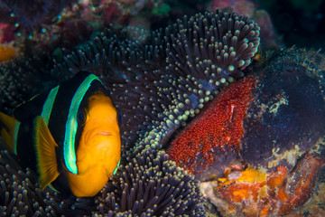 An anenome fish protecting his home